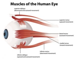 Human eye